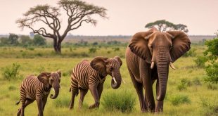 Kredit für einen Safari-Urlaub – Tierwelt erleben und unvergessliche Abenteuer finanzieren