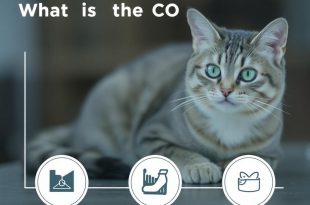 ¿Qué es el CAT (Costo Anual Total)? Descubre cómo entenderlo y usarlo a tu favor
